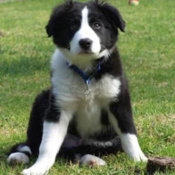 Bowie- 4mth old Male Border Collie