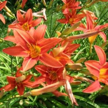 <b>day lilies in Vermont</b>