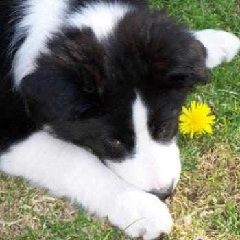 <b>Bowie- 4mth old Male Border Collie</b>