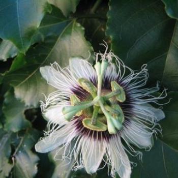 Passionfruit Flower