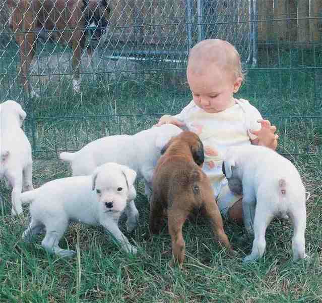 Ashley Violet and Puppies