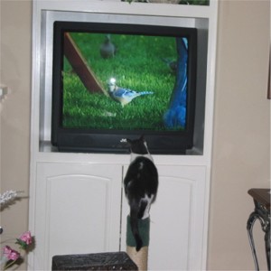 <b>Kitty watching tv</b>