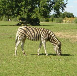 <b>Zebra at Cotswold Wild Life Park Glocestershire UK</b>