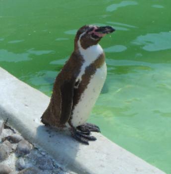 Penguin at Cotswold Wildlife Park Gloucestershire UK