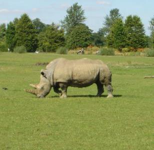 Rhino at Cotswold Wildlife Park Gloucestershire UK