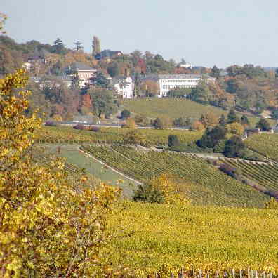 vineyards nr. Frankfurt, Germany