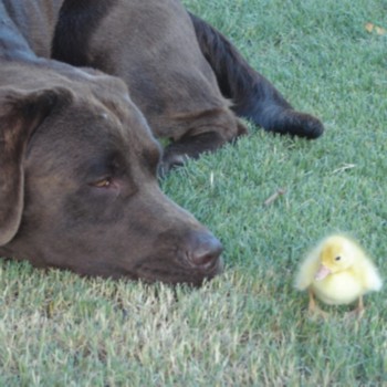 <b>And the duck lived!</b>