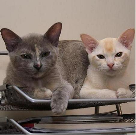 Kitten "In-Tray"