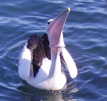 <b>Greedy pelican. His beak can fit more than his belly can.</b>