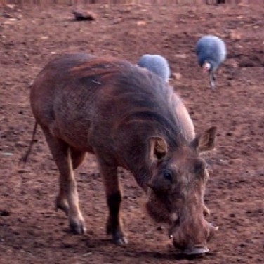 Warthog, Helmeted Guinea-Fowl, Kenya 2004 - Keyan Bowes