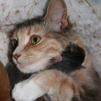 Mother and child. Two day old kitten and first time mother cat.