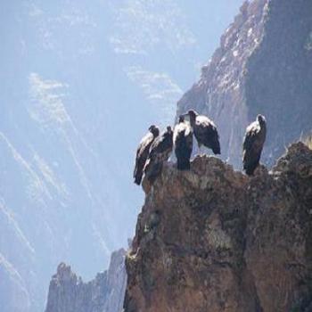 <b>Condors in Colca Canyon, Andes, Peru</b>