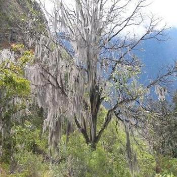 Ghostly tree on Inca Trail, Peru