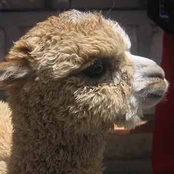 Llama in the Colca Canyon, Peru - Des