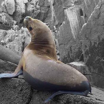 Ballestas Island, Peru - Des