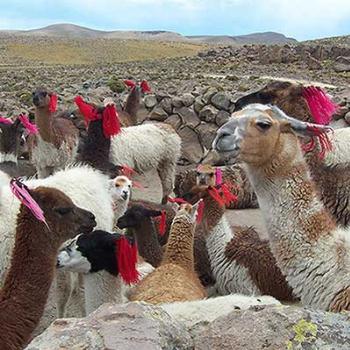 <b>Llama pen in Colca Canyon, Peru - Des</b>