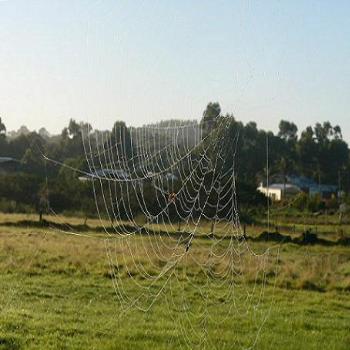 <b>Early morning cobwebs</b>