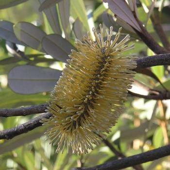 one of Australia's native flowers, the banksia