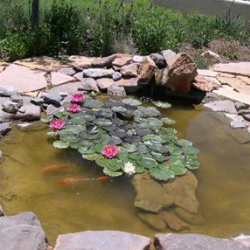 <b>Fish Pond Under Kitchen Window</b>