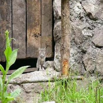 Waiting patiently for owners return on Inca Trail