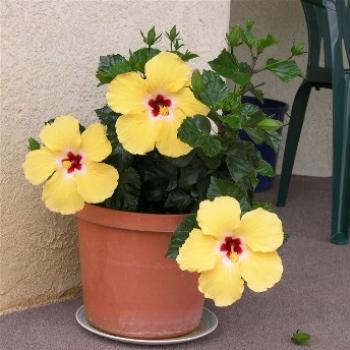 <b>Hibiscus</b>