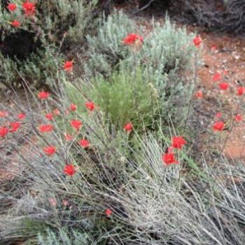 <b>Desert Wildflowers in Utah</b>