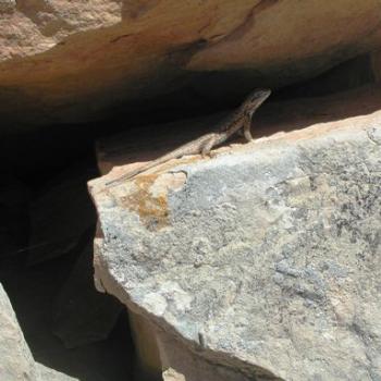 Lizard Adaptation to Surroundings in Utah