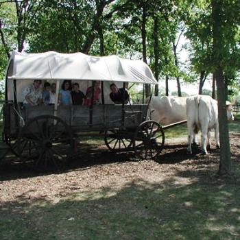 Oxen Ride, Anyone? (Very, very slow and bumpy)