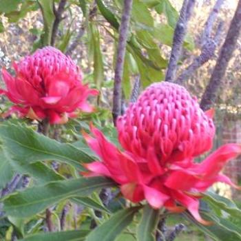 <b>Waratahs, Eden NSW</b>