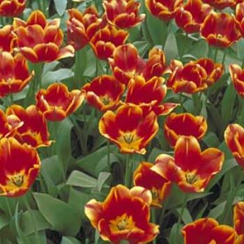 <b>Tulips from the Netherlands in case you're bored with mountains</b>