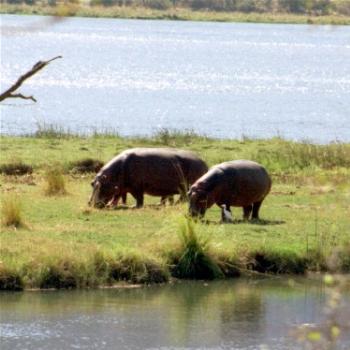 <b>More Hippos on the Zambezi</b>