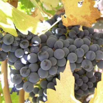 <b>Napa Valley grapes on the vine, October</b>