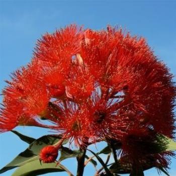 Our Flowering Gum (Ian/Sydney)