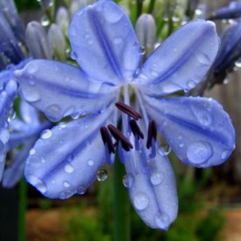 <b> blue agapanthus</b>