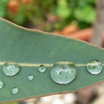 <b>Raindrops and Gumleaf (Ian/Sydney)</b>