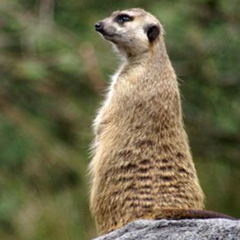 Meerkat at Disney