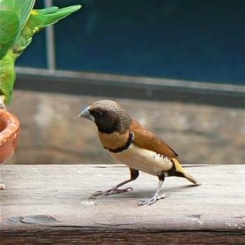 <b>Chestnut-Breasted Mannikin (Ian/Sydney)</b>