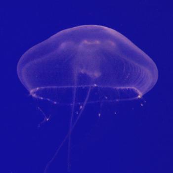 <b>Jellyfish, Izzie/Orlando</b>