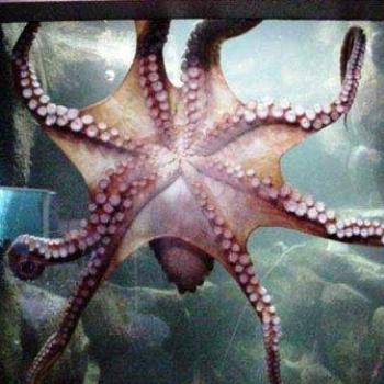 <b>Octopus, Sea Life Center, Seward Alaska Sue / OK</b>