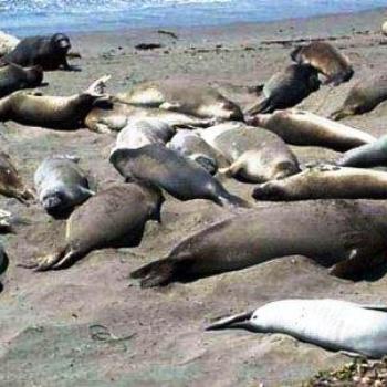 <b>Elephant Seals Sunning, California  Sue / OK</b>