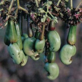 <b>Cashews on tree, Flores, Indonesia </b>