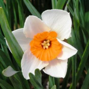 <b>Daffodil  Sue/OK</b>