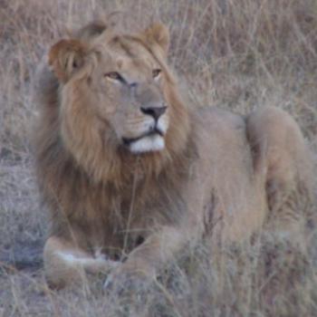 <b>Lion KENYA</b>