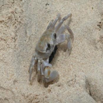 <b>sand crab</b>