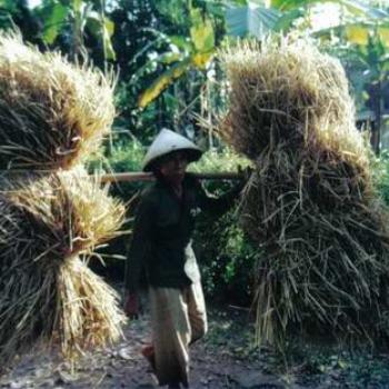 Carrying rice, Central Java, Indonesia