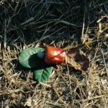 <b>Cashew nut, with fruit, Flores, Indonesia</b>