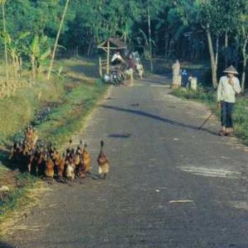 <b>Duck Herding, Central Java, Indonesia</b>