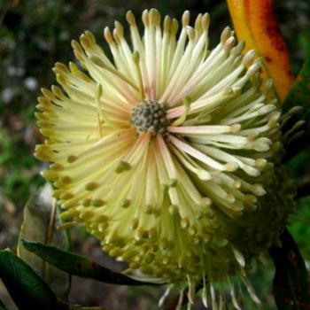 banksia serrata flower Kate/Sydney