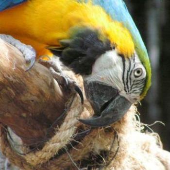 <b>Blue & Gold Macaw Moody Gardens, Galveston Texas  Sue/OK</b>