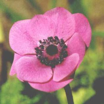 <b>Anemone</b>